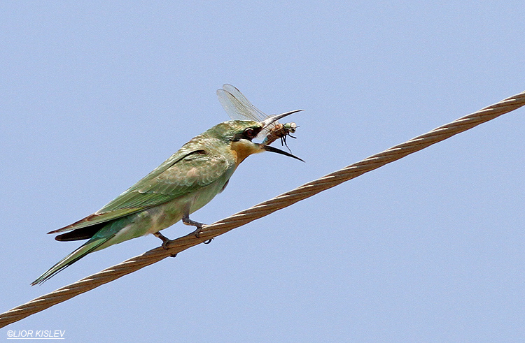 Blue-cheeked Bee-eater  Merops persicus  Beit Shean valley ,06-09-13
